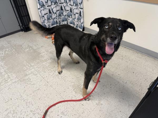 Enlarge *Yuki*, a Adoptable mixed breed in Salt Lake City, UT image 1/5