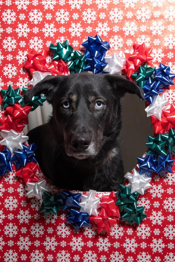 Enlarge *Yuki*, a Adoptable mixed breed in Salt Lake City, UT image 4/5