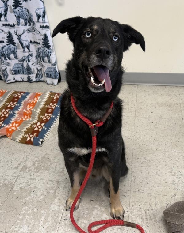 Enlarge *Yuki*, a Adoptable mixed breed in Salt Lake City, UT image 5/5