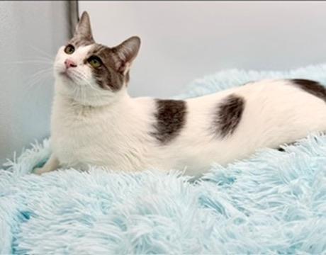 Enlarge Mint Chocolate Chip, a Adoptable Domestic Short Hair in Covington, LA image 3/6