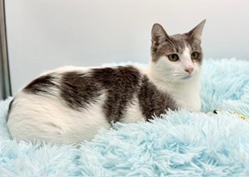 Enlarge Mint Chocolate Chip, a Adoptable Domestic Short Hair in Covington, LA image 4/6