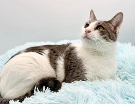 Mint Chocolate Chip, Adoptable, Adult Female Domestic Short Hair.