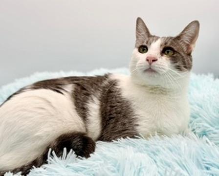 Enlarge Mint Chocolate Chip, a Adoptable Domestic Short Hair in Covington, LA image 2/6