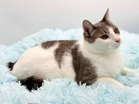 Enlarge Mint Chocolate Chip, a Adoptable Domestic Short Hair in Covington, LA image 6/6