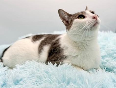 Enlarge Mint Chocolate Chip, a Adoptable Domestic Short Hair in Covington, LA image 5/6