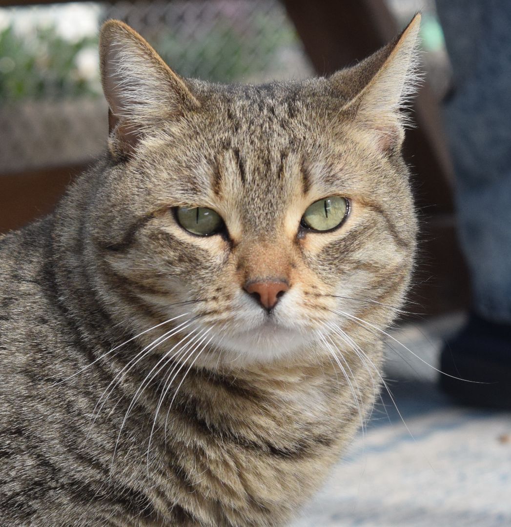Luna, Adoptable, Adult Female Domestic Short Hair.