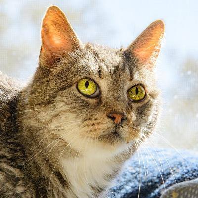 Luna, a Adoptable mixed breed in Bulverde, TX image 2/12