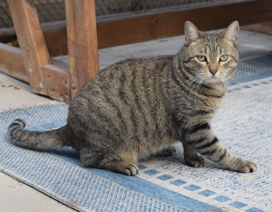 Luna, Adoptable, Adult Female Domestic Short Hair.