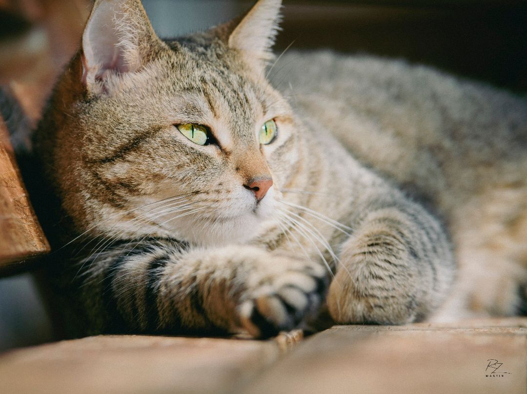 Luna, a Adoptable mixed breed in Bulverde, TX image 4/12