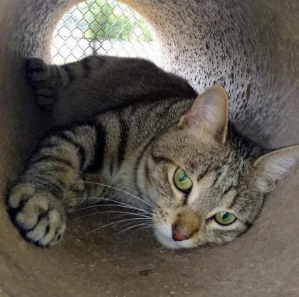 Luna, a Adoptable mixed breed in Bulverde, TX image 5/12