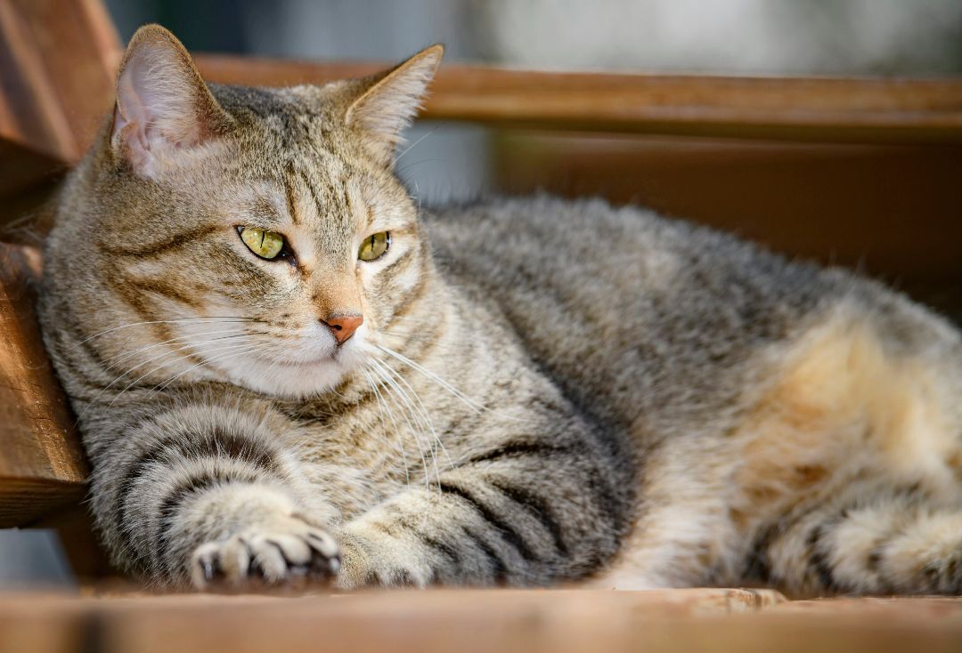 Luna, a Adoptable mixed breed in Bulverde, TX image 6/12