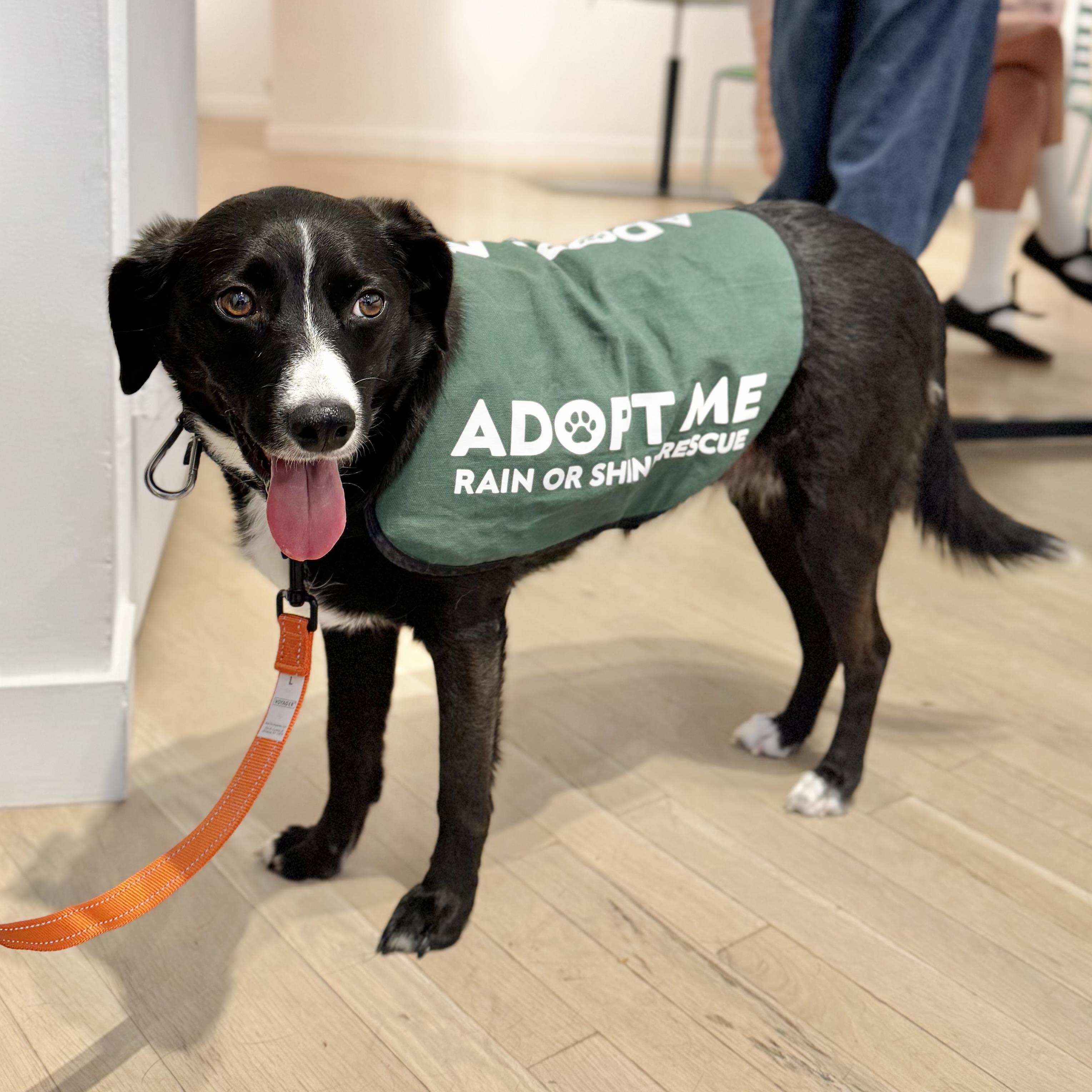 Enlarge Zero, a ADOPTABLE mixed breed in New York, NY image 2/6