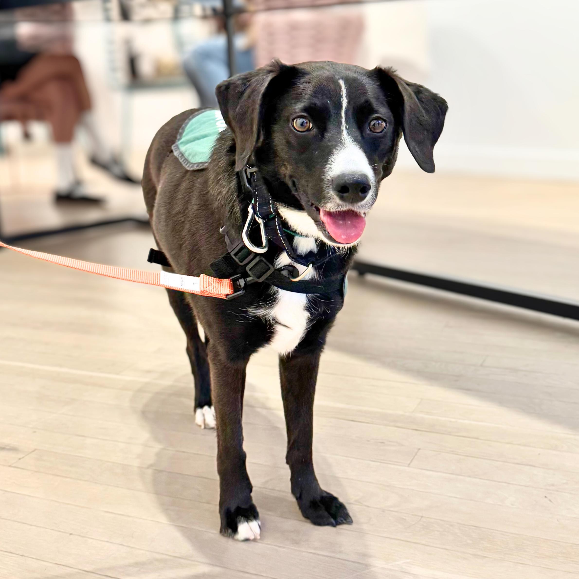 Enlarge Zero, a ADOPTABLE mixed breed in New York, NY image 1/6