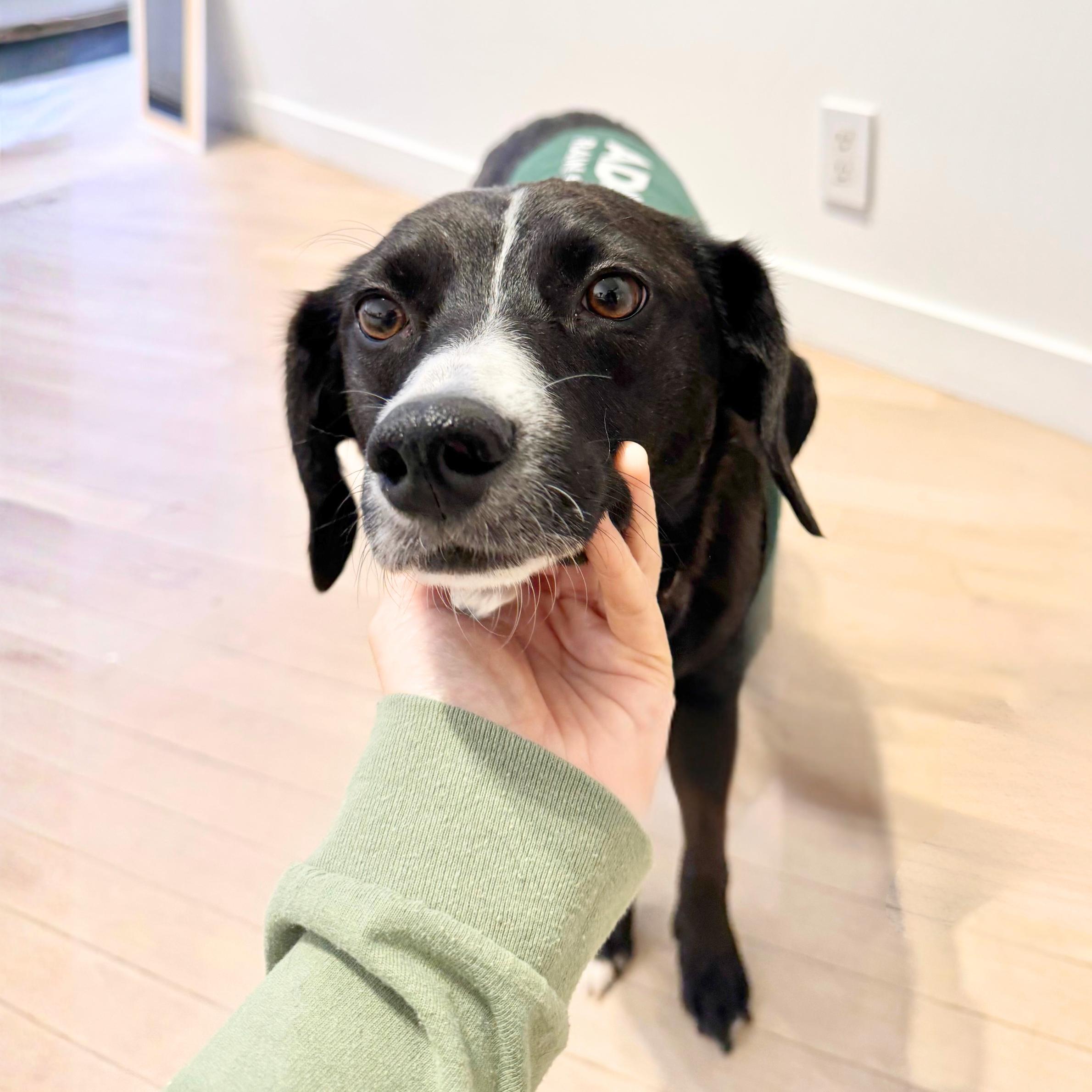 Enlarge Zero, a ADOPTABLE mixed breed in New York, NY image 3/6