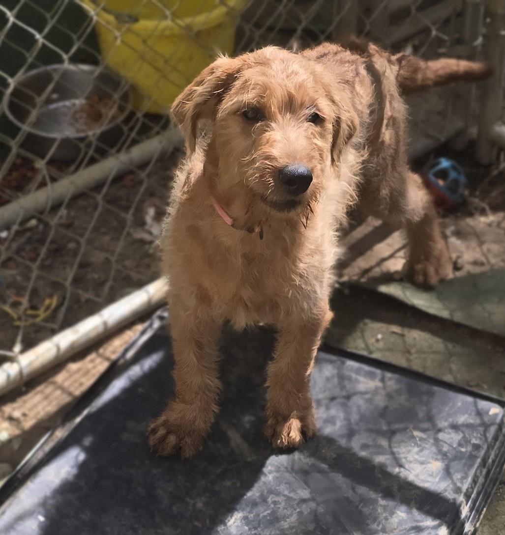 Stormy, a ADOPTABLE Mixed Breed in Corinth, MS image 4/5