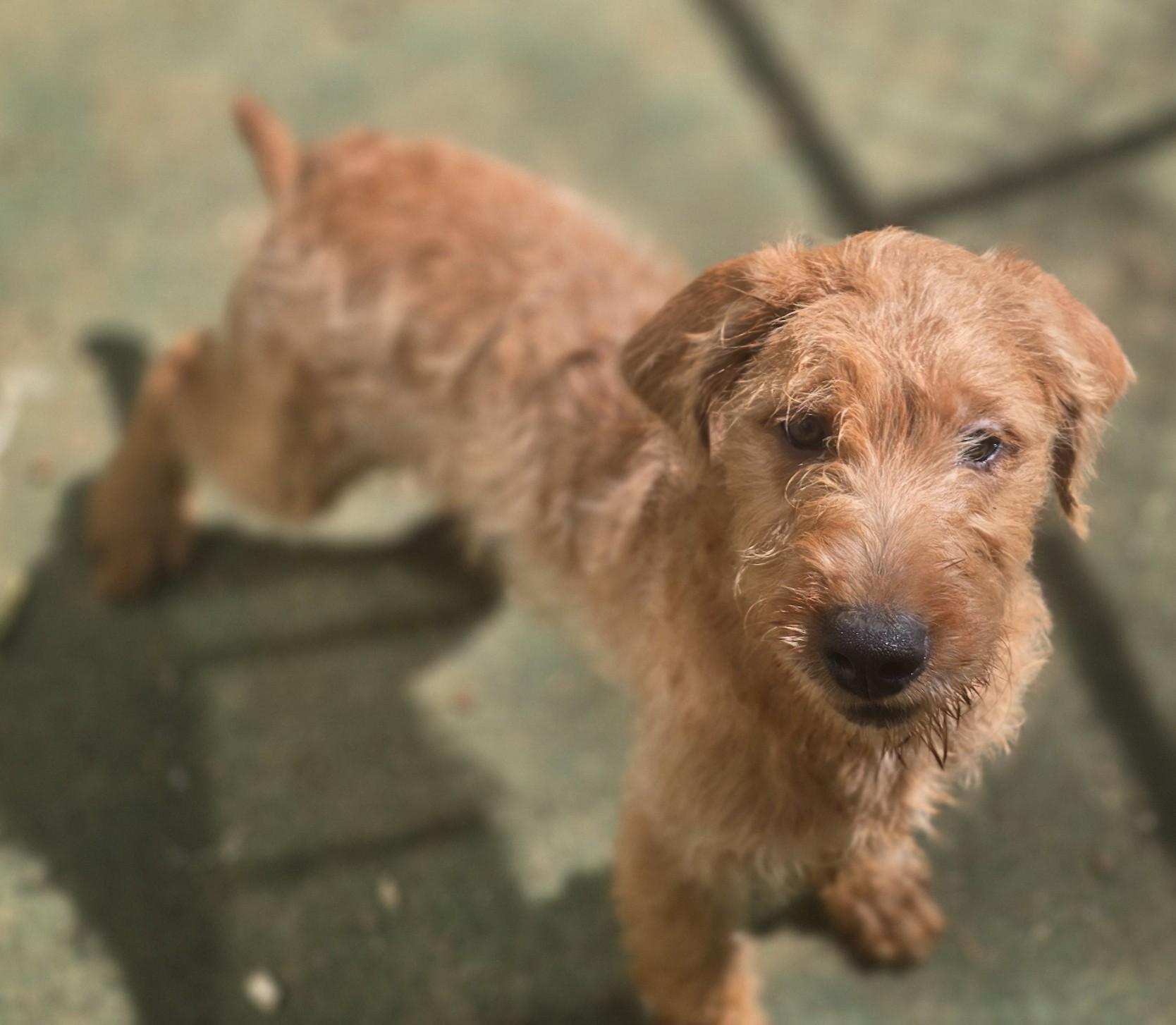 Stormy, a ADOPTABLE Mixed Breed in Corinth, MS image 5/5