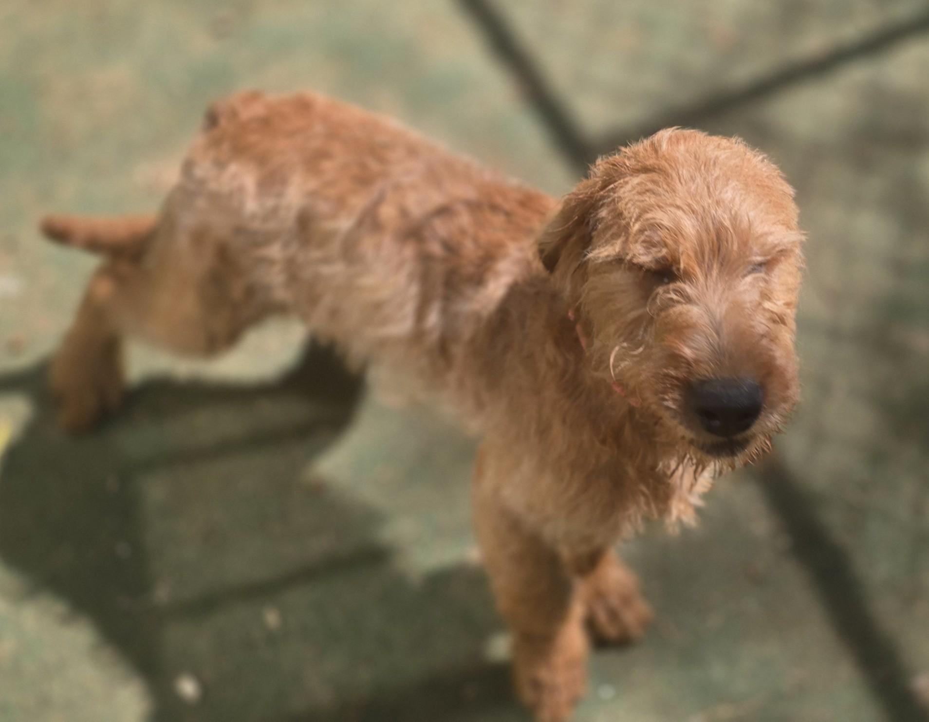 Stormy, a ADOPTABLE Mixed Breed in Corinth, MS image 3/5