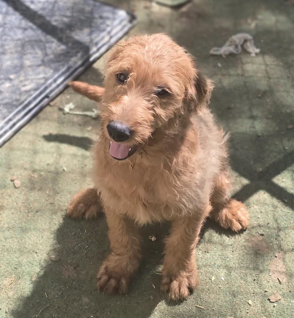 Stormy, a ADOPTABLE Mixed Breed in Corinth, MS image 2/5