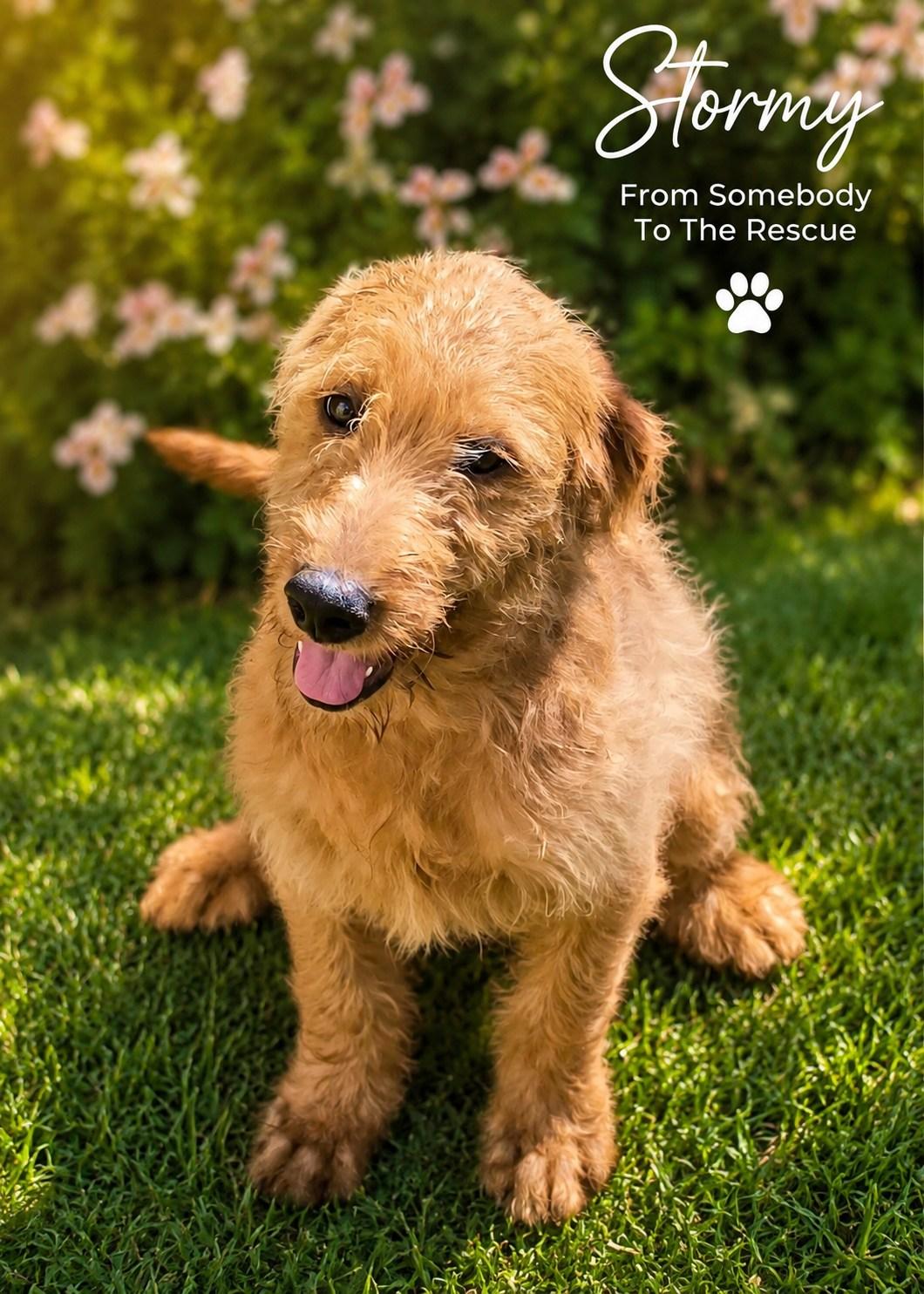 Stormy, ADOPTABLE, Puppy Female Mixed Breed.
