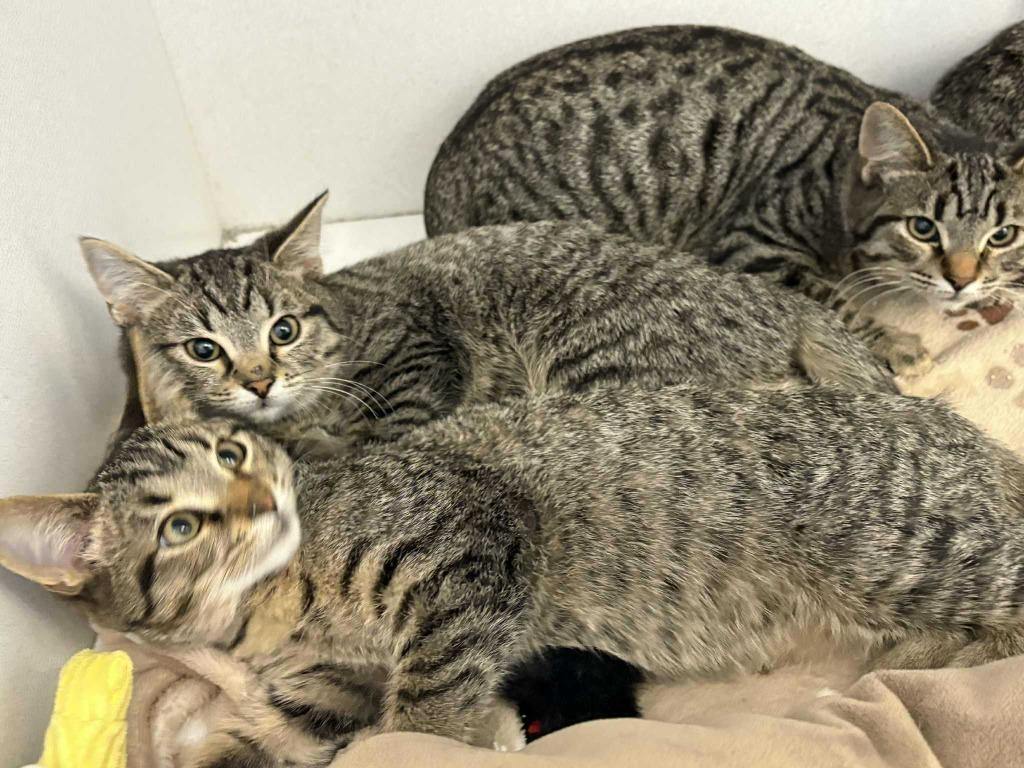 Enlarge Chai, a Adoptable mixed breed in New Kensington, PA image 1/2