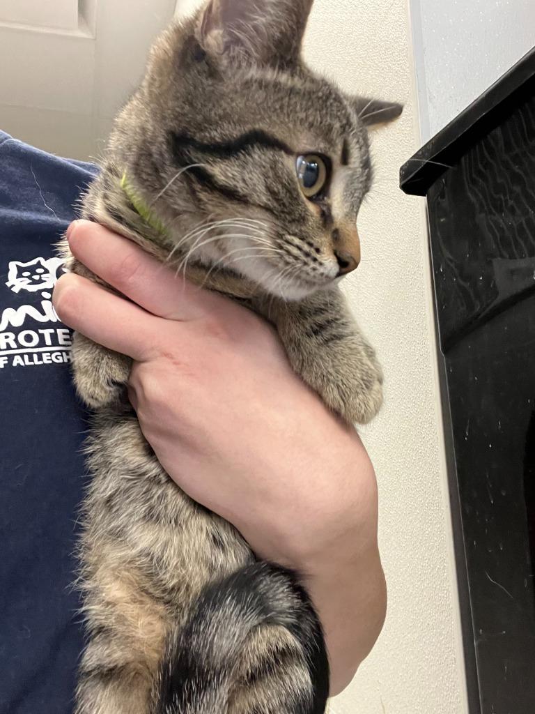 Enlarge Chai, a Adoptable mixed breed in New Kensington, PA image 2/2