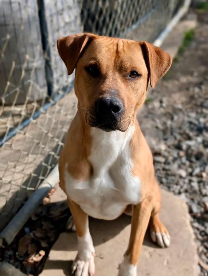 Samuel, Adopted, Adult Male Mixed Breed.