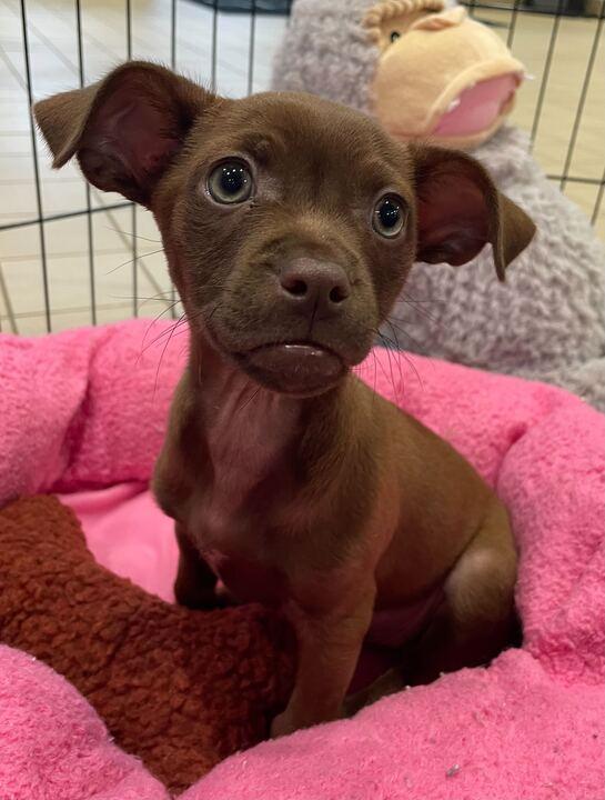 Matey, adopted, Puppy Female Chihuahua & Beagle.