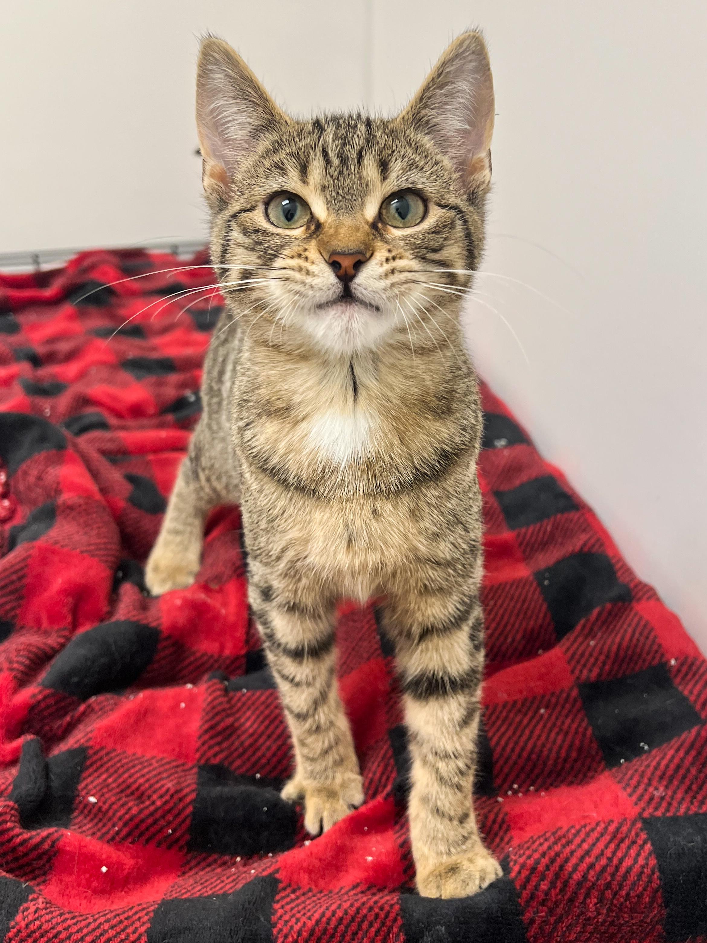 Enlarge Ferri, an adopted Domestic Short Hair in Arlington Heights, IL image 1/1