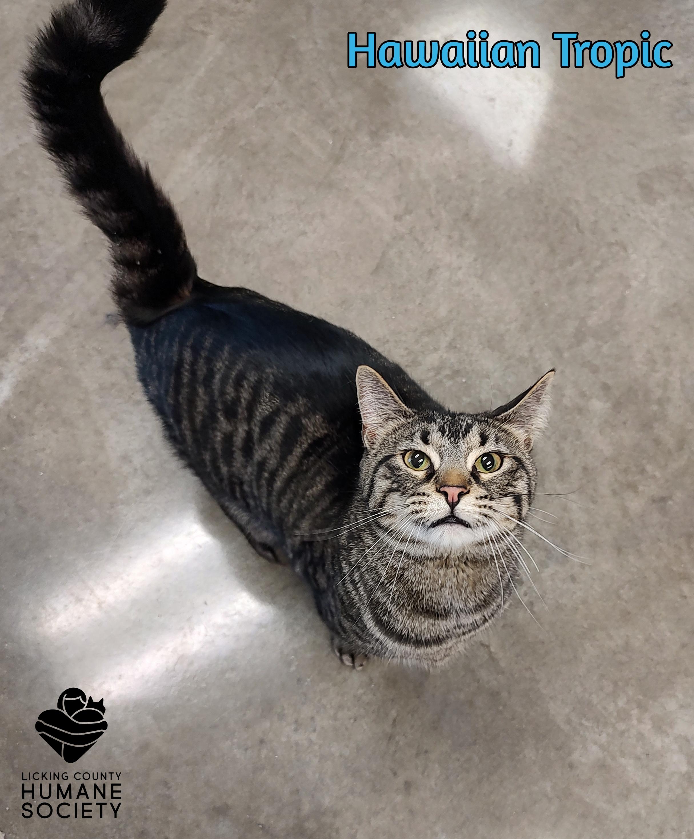 Enlarge Hawaiian Tropic, an adopted Domestic Short Hair in Heath, OH image 1/1