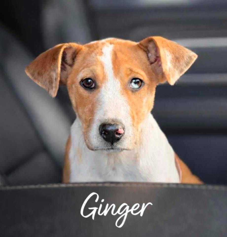 Enlarge Ginger, a Adopted mixed breed in El Dorado, AR image 1/2