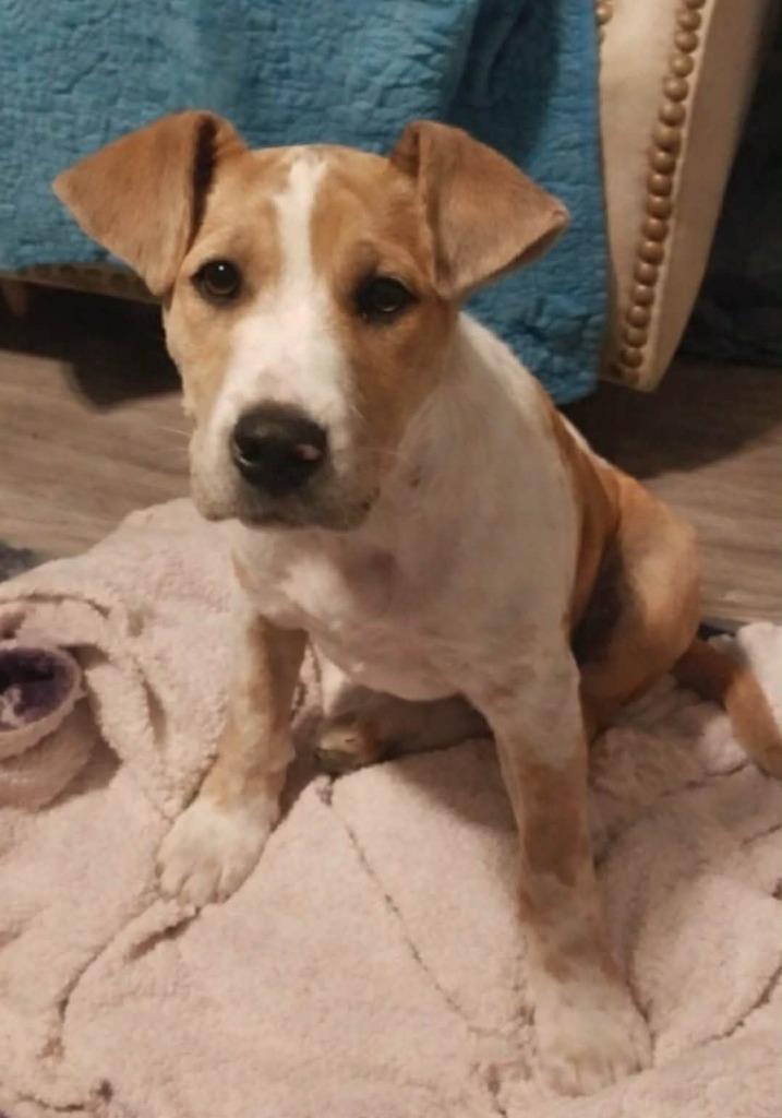 Ginger, Adopted, Puppy Female Terrier & Hound.