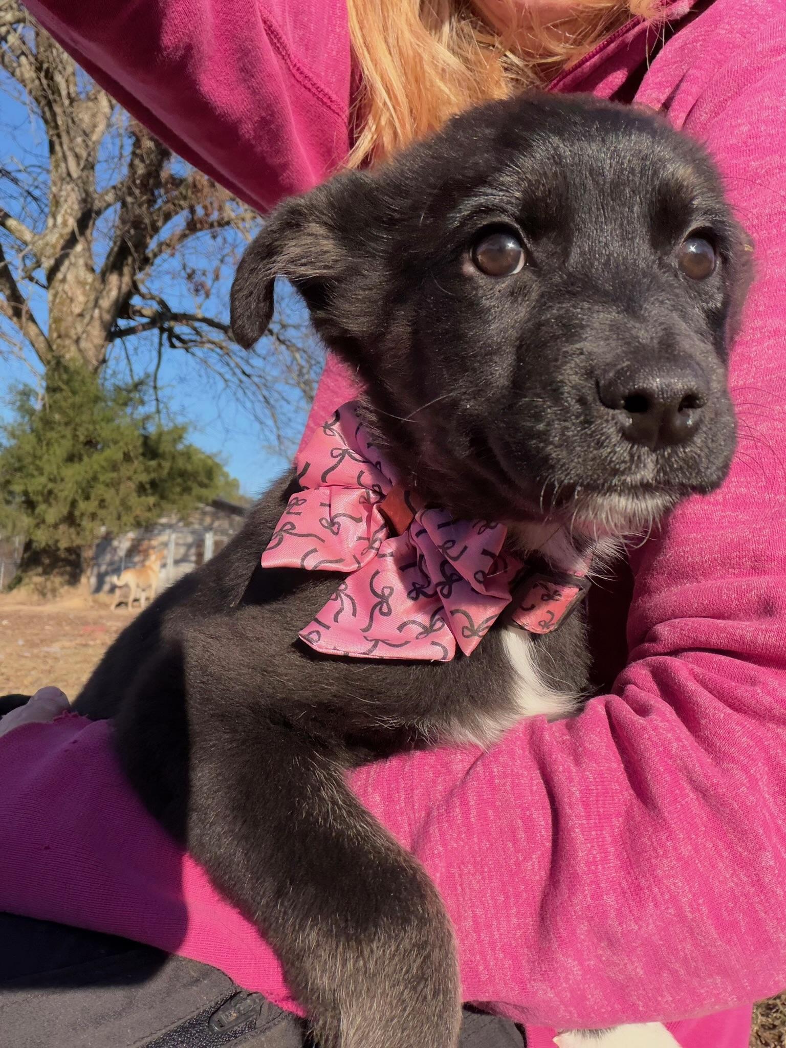 Enlarge Marsha, an adopted mixed breed in Quakertown , PA image 3/6