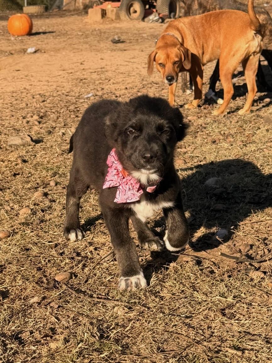 Enlarge Marsha, an adopted mixed breed in Quakertown , PA image 4/6
