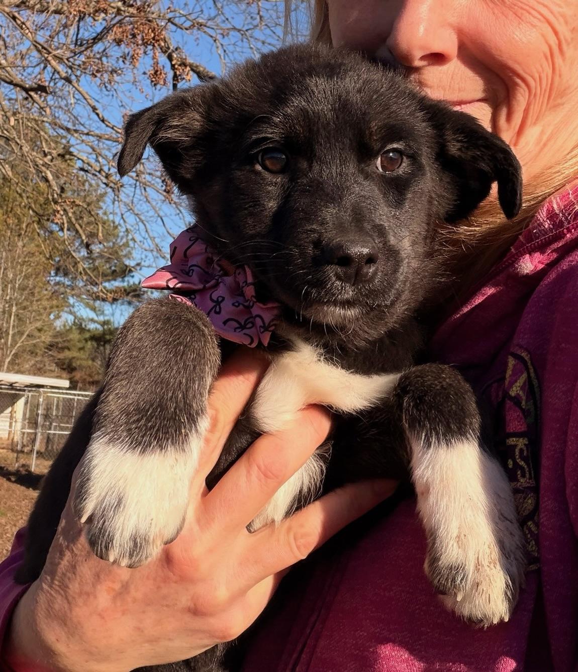 Enlarge Marsha, an adopted mixed breed in Quakertown , PA image 6/6