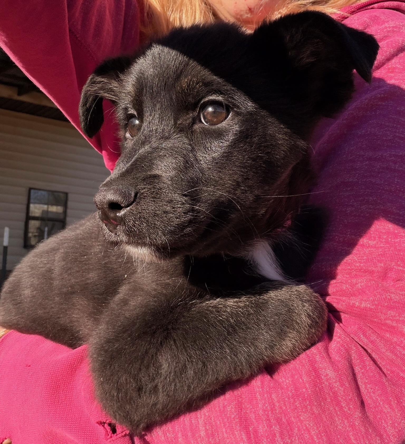 Enlarge Marsha, an adopted mixed breed in Quakertown , PA image 5/6