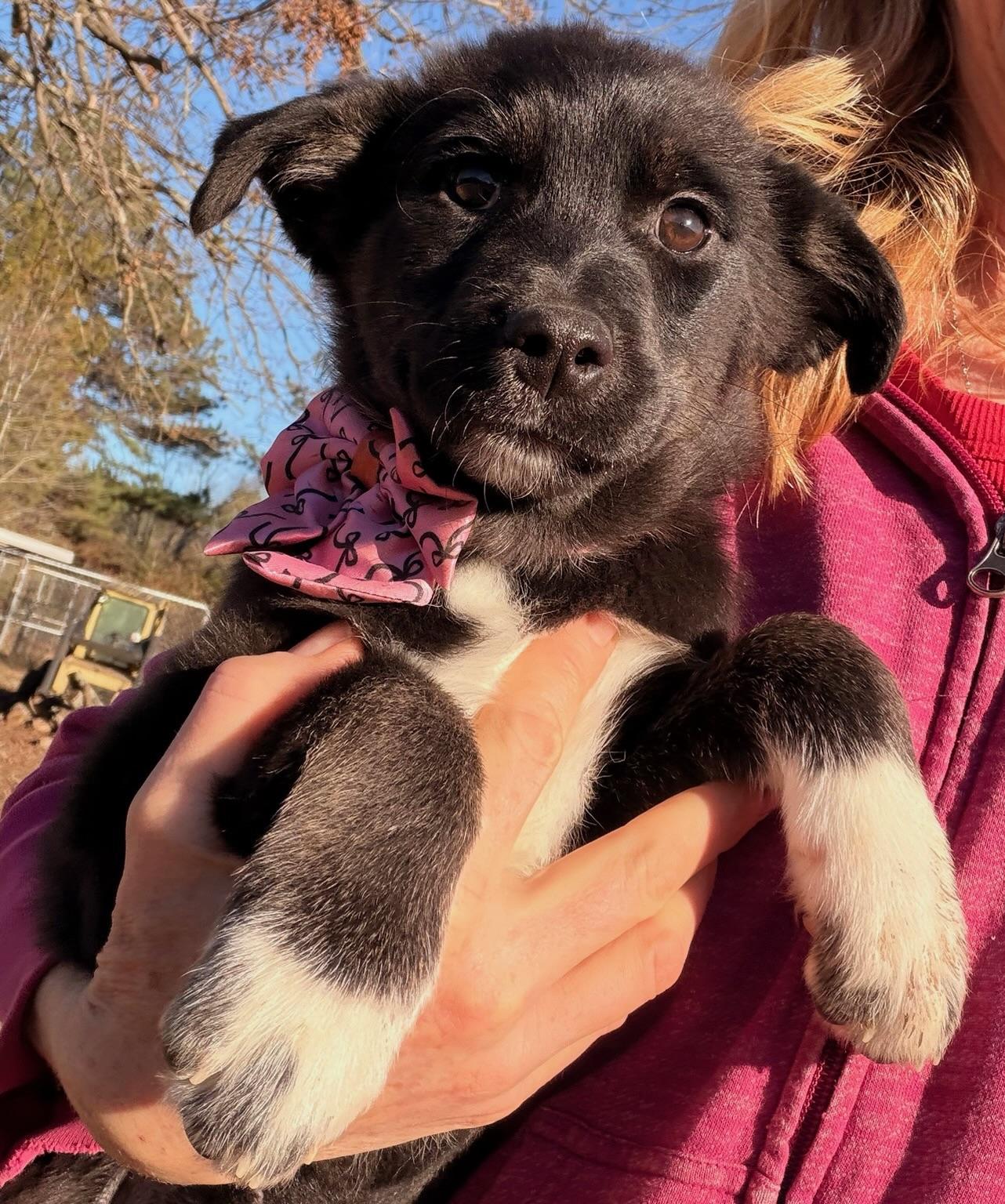 Enlarge Marsha, an adopted mixed breed in Quakertown , PA image 1/6