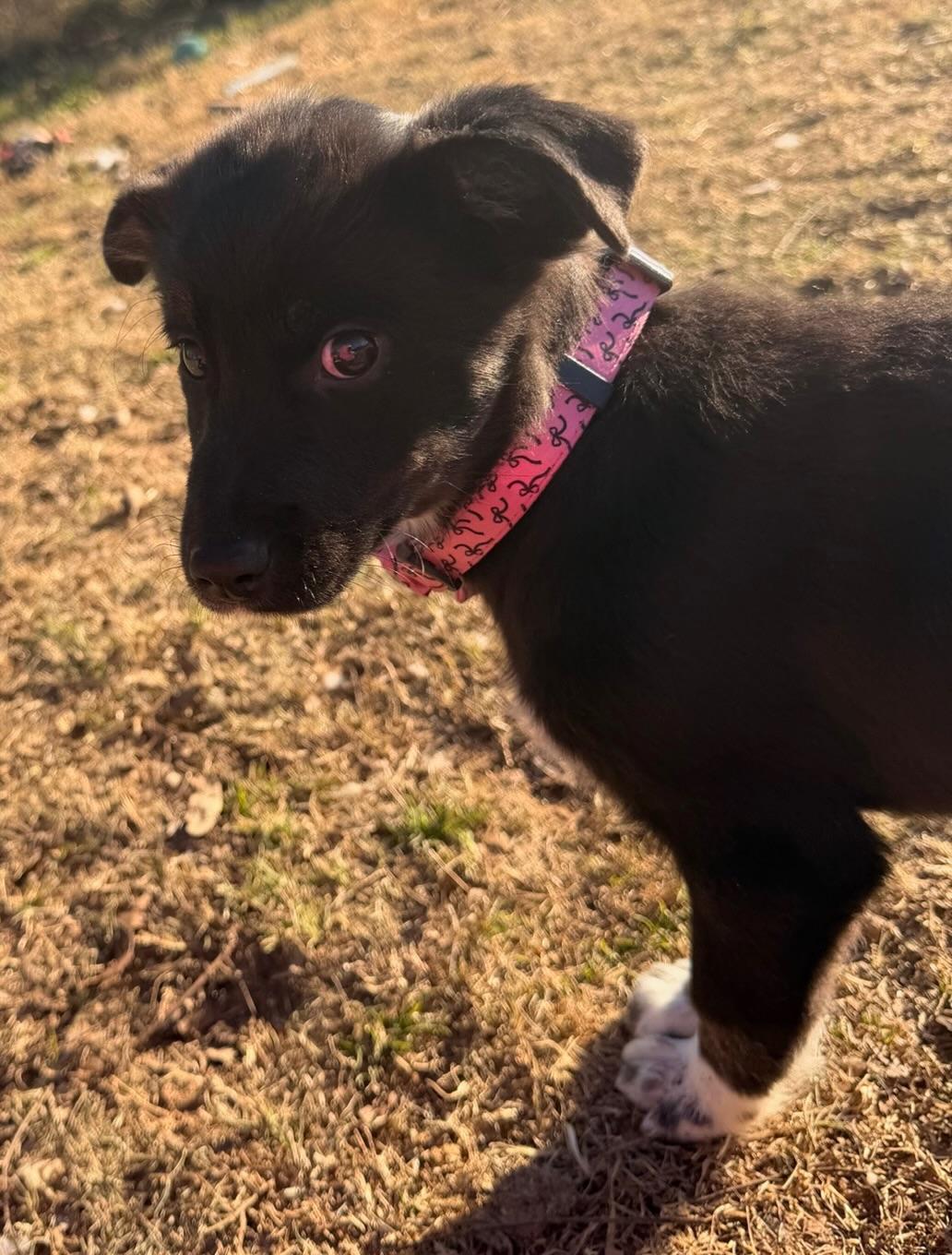 Enlarge Marsha, an adopted mixed breed in Quakertown , PA image 2/6