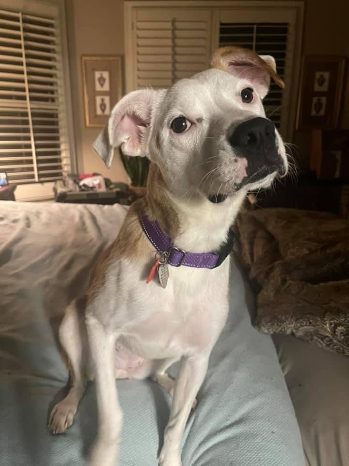 Enlarge Mary Jane, a Adoptable mixed breed in Cumming, GA image 6/6