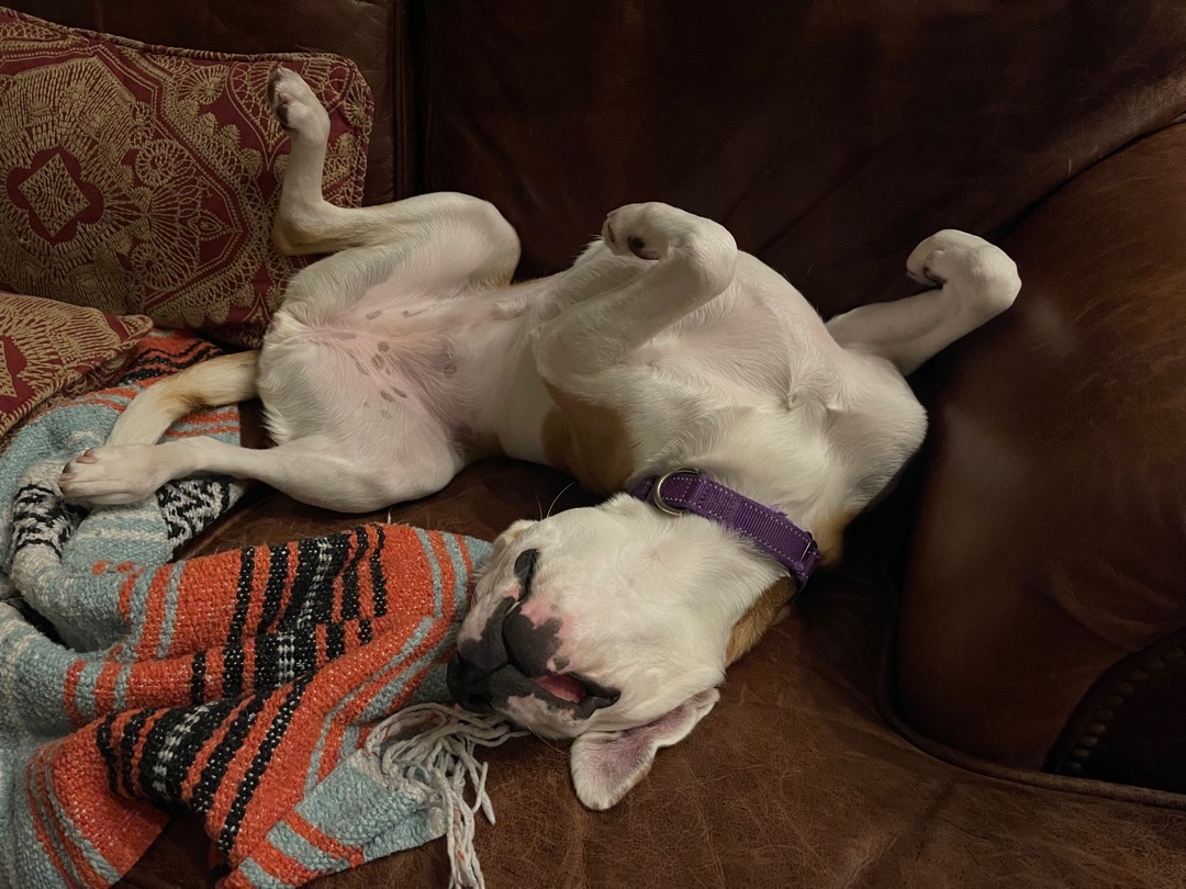 Enlarge Mary Jane, a Adoptable mixed breed in Cumming, GA image 3/6