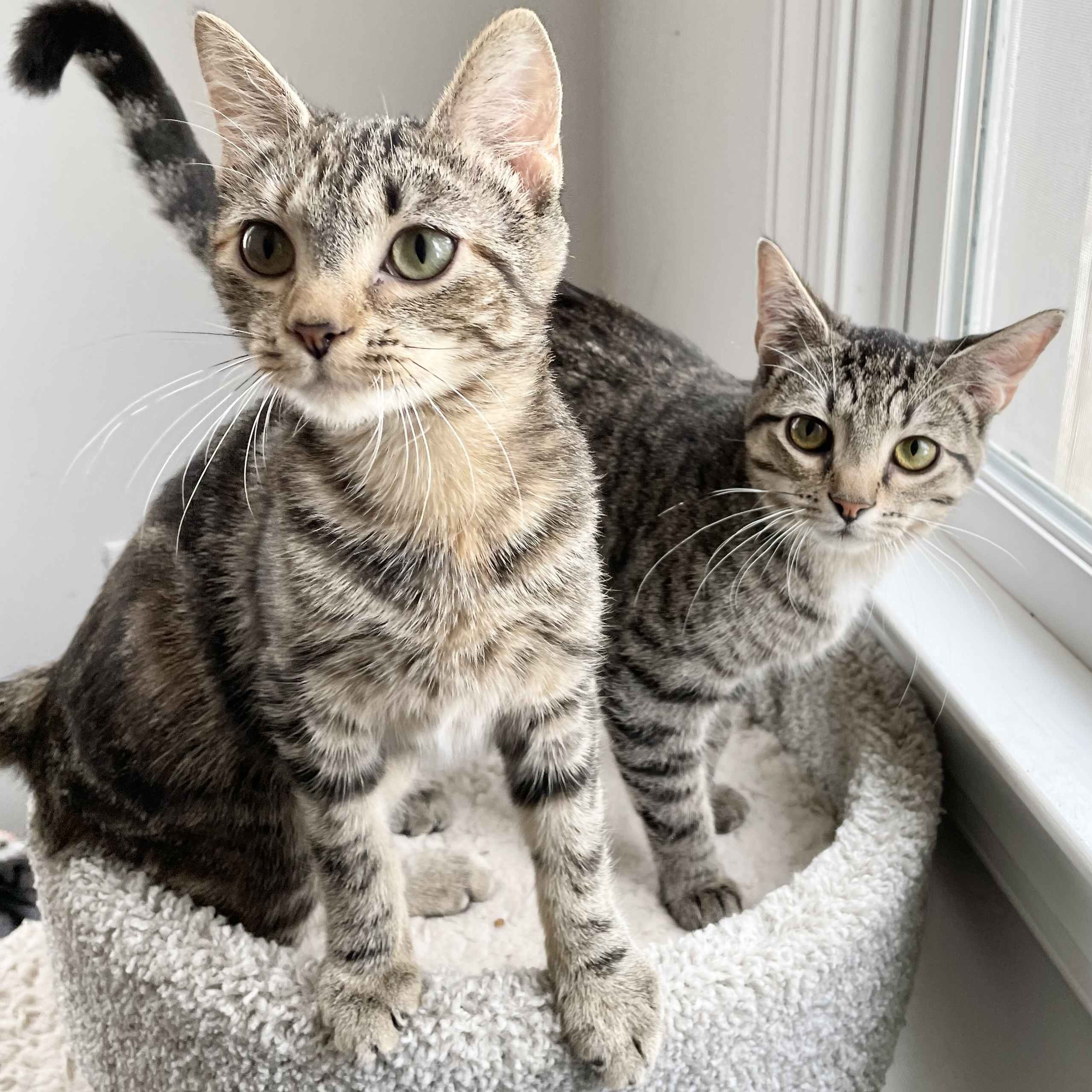 Lovey, Adopted, Kitten Female Domestic Short Hair.