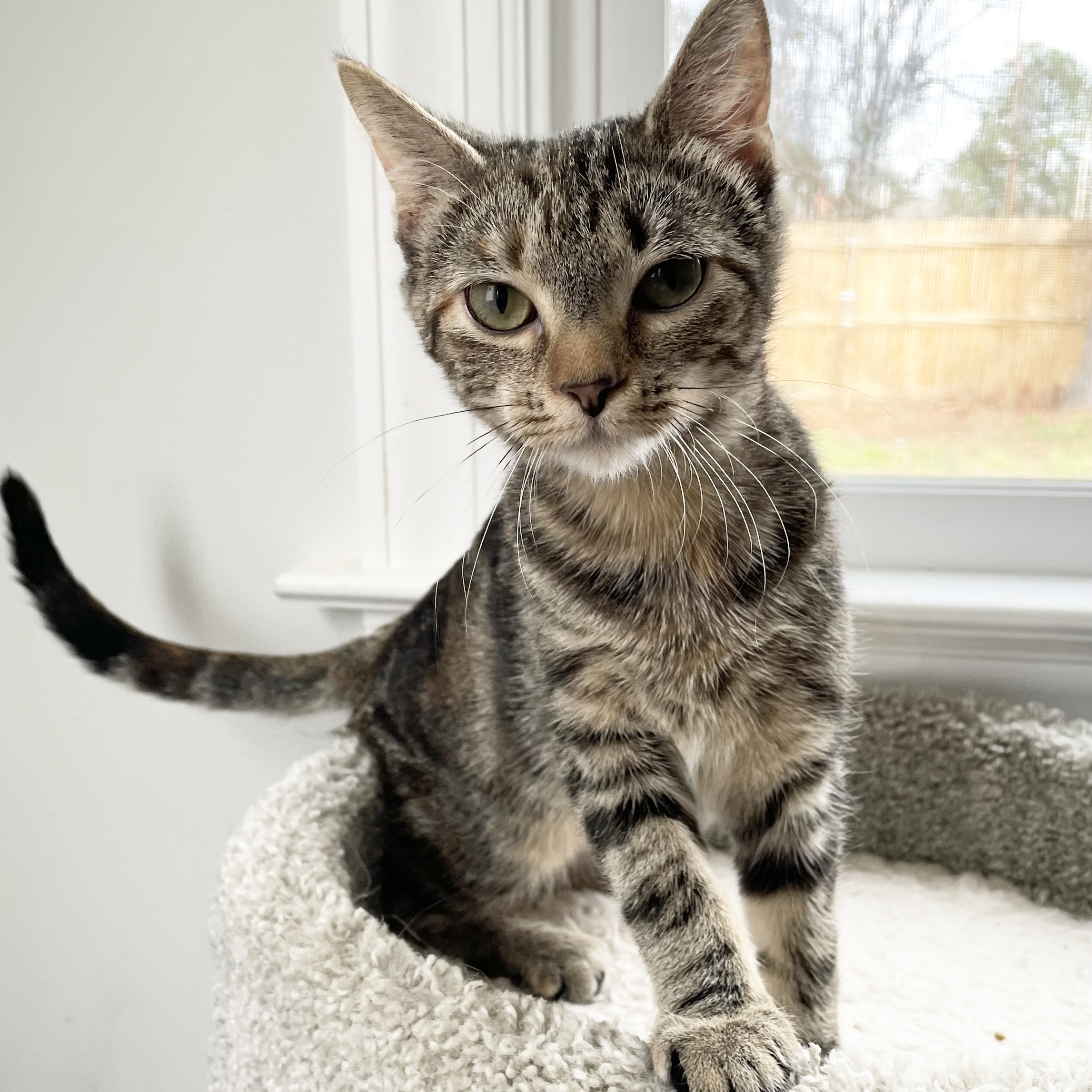 Lovey, a Adopted Domestic Short Hair in Nags Head, NC image 2/6