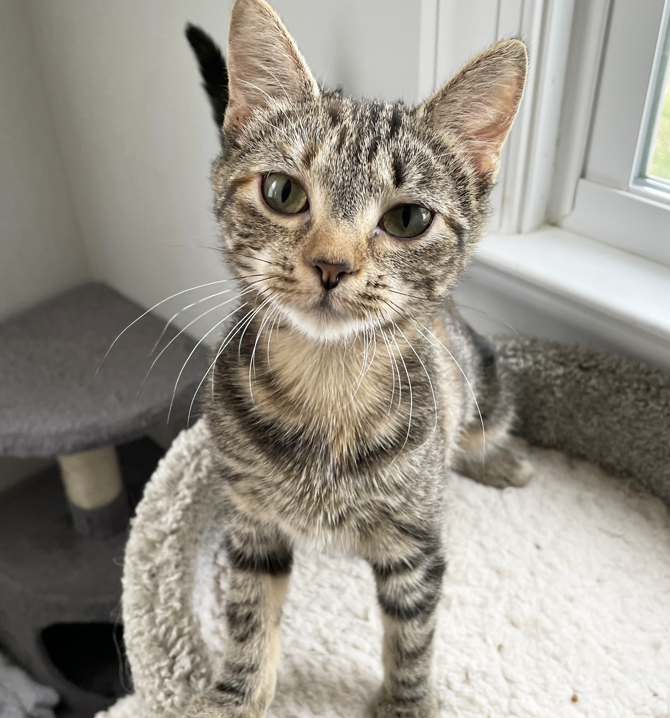 Lovey, a Adopted Domestic Short Hair in Nags Head, NC image 3/6