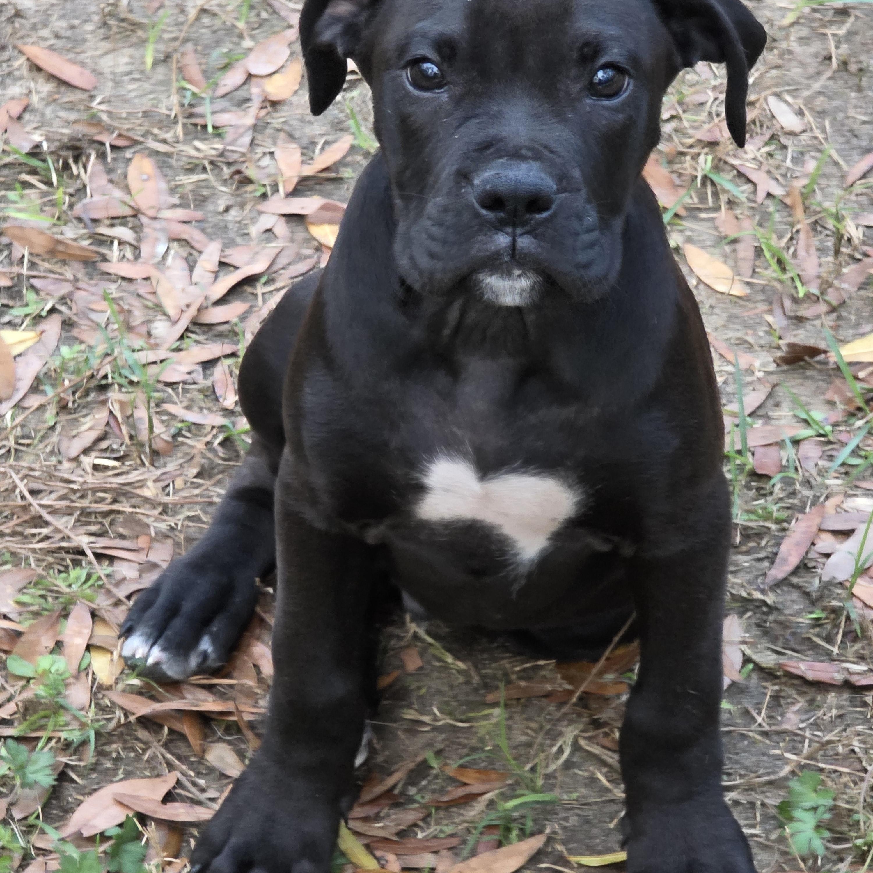 Tank, adopted, Puppy Male Boxer & Black Labrador Retriever.