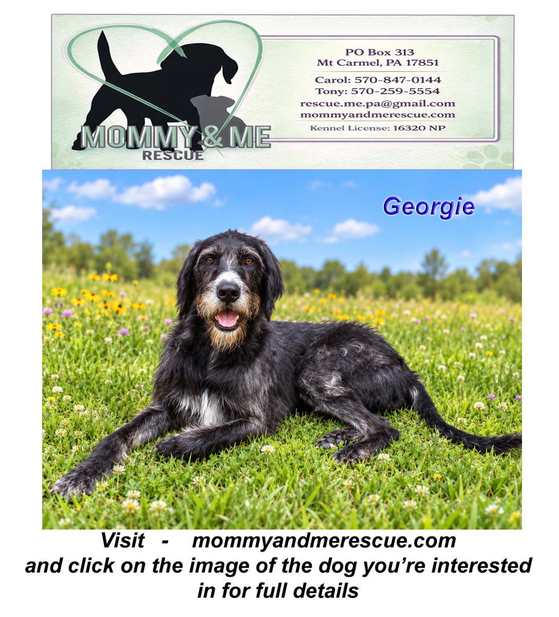Georgie, Adoptable, Adult Male Great Dane & Standard Poodle.