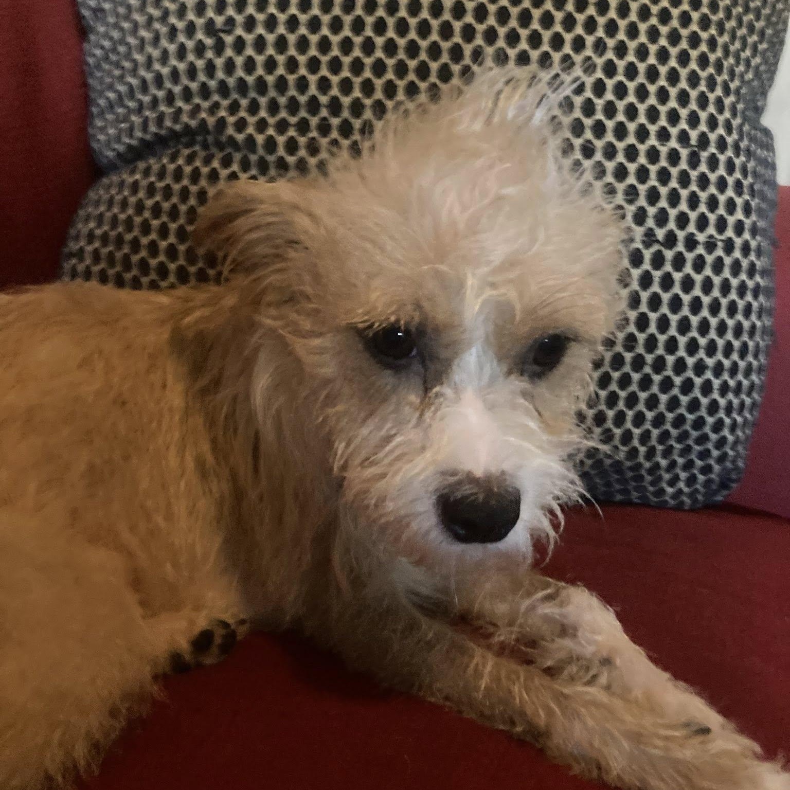 Enlarge Carley, a Adoptable mixed breed in Fort Mill, SC image 5/6