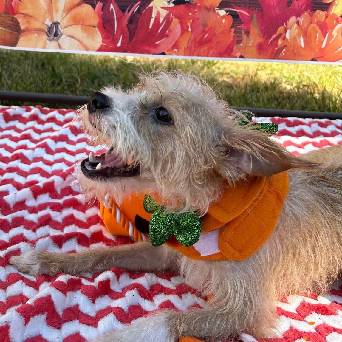 Enlarge Carley, a Adoptable mixed breed in Fort Mill, SC image 1/6