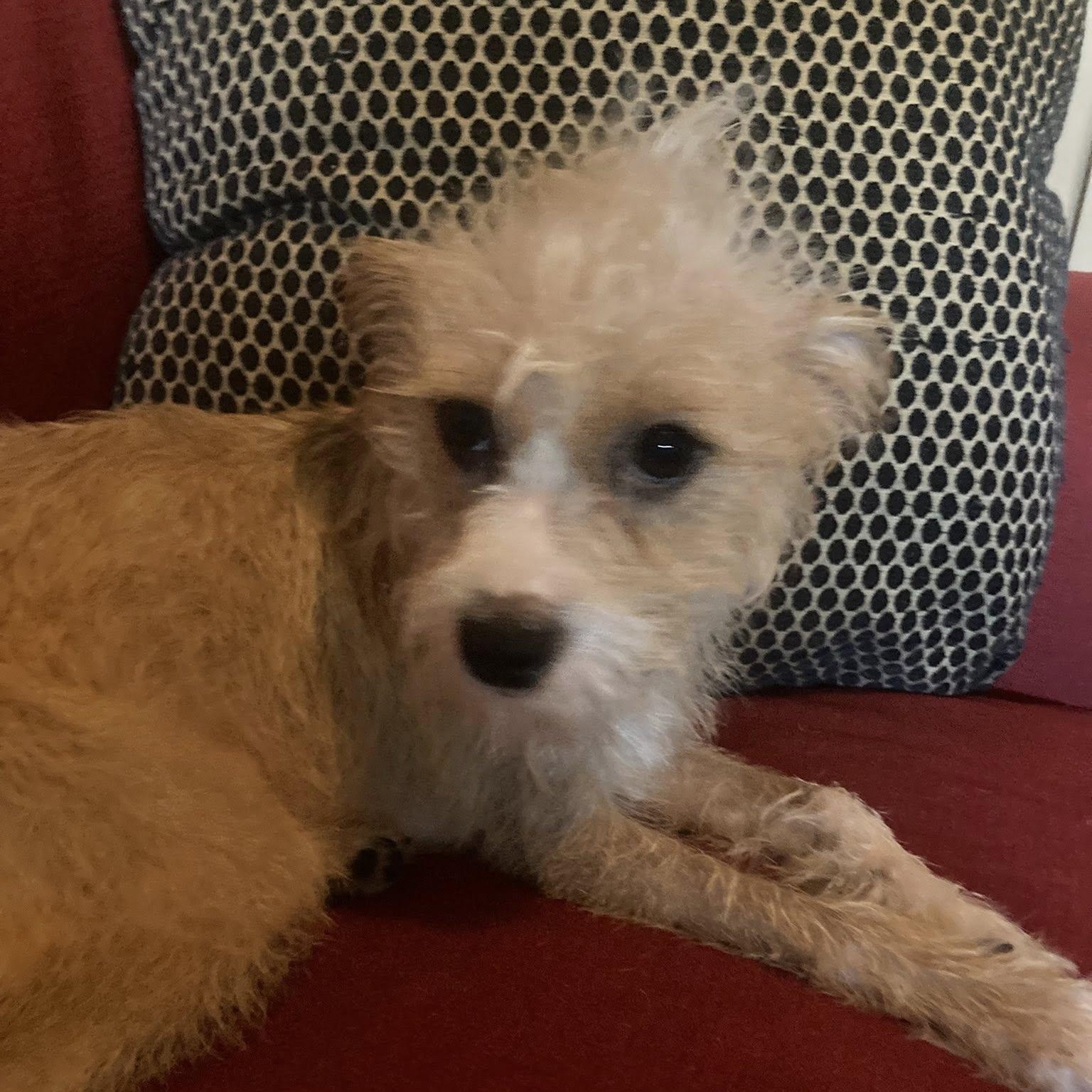 Enlarge Carley, a Adoptable mixed breed in Fort Mill, SC image 6/6