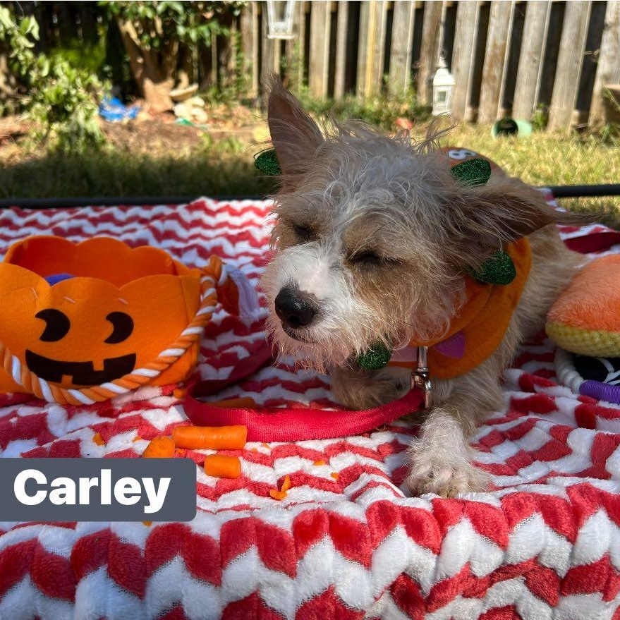 Enlarge Carley, a Adoptable mixed breed in Fort Mill, SC image 2/6
