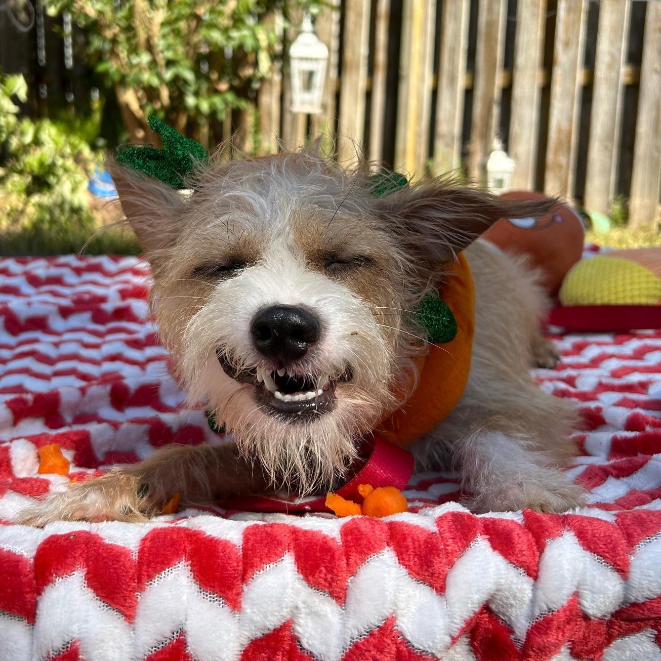 Enlarge Carley, a Adoptable mixed breed in Fort Mill, SC image 4/6