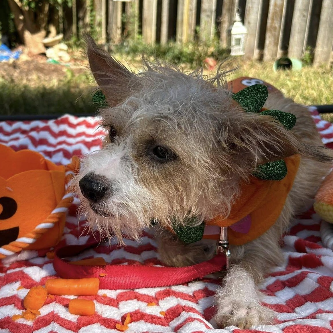 Enlarge Carley, a Adoptable mixed breed in Fort Mill, SC image 3/6